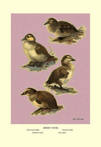 Whisper please, Image is sleeping.