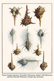Venus Comp murexes, Troschel's Murexes, Snipe's bill Murexes, African Horned Murexes, Purple dye murexes