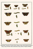 Butterflies, Peacocks, Tortoise shell, Wasps & Bees, Red Admiral, Painted Lady, Large Tortoise shell, ichneumon wasp, Queen of Spain fritillary