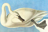 Whisper please, Image is sleeping.