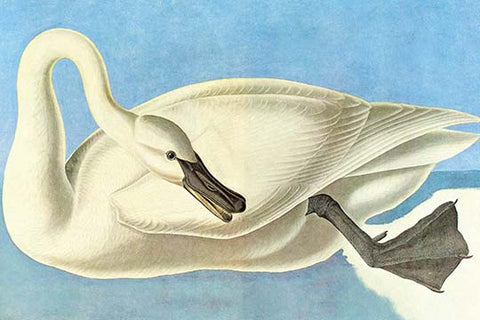 Whisper please, Image is sleeping.