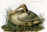 Whisper please, Image is sleeping.