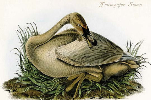 Whisper please, Image is sleeping.